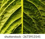 Macro shot of the texture of the inside of a spinach leaf with detail and natural light highlighting the complex organic structure, creating an abstract and interesting pattern.
