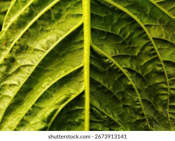 Macro shot of the texture of the inside of a spinach leaf with detail and natural light highlighting the complex organic structure, creating an abstract and interesting pattern.