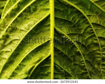 Macro shot of the texture of the inside of a spinach leaf with detail and natural light highlighting the complex organic structure, creating an abstract and interesting pattern.