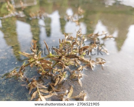 Macro shot of tiny aquatic or marsh plants in a clear water puddle on concrete, featuring distorted reflections of trees in the background. Ideal for water, environment, nature, and reflection stock