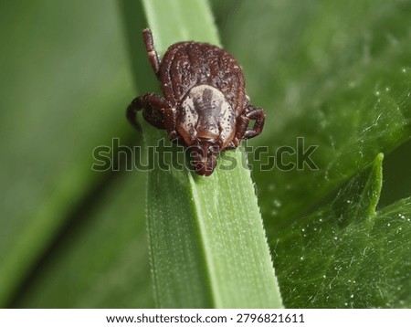 Macro shot of a tiny arthropod on vibrant green foliage; a potential health risk outdoor pest