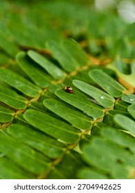Macro shot of a tiny beetle perched on a leaf, highlighting the texture of the compound foliage with a soft blurred background.
