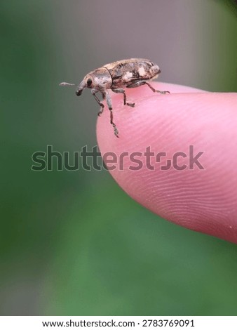 Macro shot of a tiny brown snout beetle or weevil (Curculionidae) crawling on a human fingertip with a soft blurred green nature background.