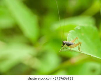Macro shot of a tiny cricket nymph sitting on the edge of a green leaf, small insect with long antennae in the wild garden.