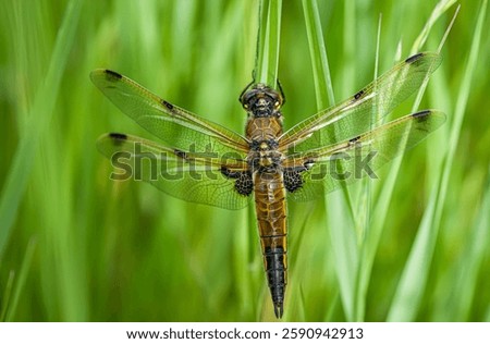 A macro shot of a tiny dragonfly perched on a barren stem of a plant