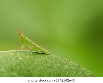 Macro shot of a tiny green cone-headed grasshopper nymph resting on a leaf in Java, Indonesia. Vibrant nature background, exotic tropical insect.