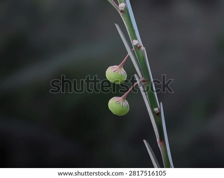 Macro shot of tiny green round fruits of Phyllanthus plant hanging on stem close up details