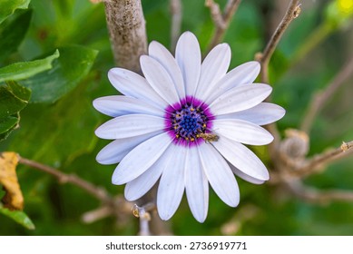 Macro shot of a tiny insect resting on a delicate white flower petal with a green blurred background.