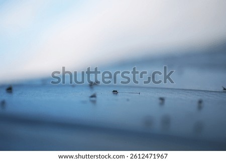 Macro Shot of Tiny Insects on a Reflective Surface Under Soft Sky Light