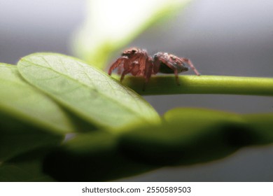 Macro shot of a tiny jumping spider on green leaves, showcasing intricate details and vibrant colors. Insect macro photography. Ultra HD 4K 3840x2160