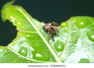 Macro shot of a tiny jumping spider on a green leaf with water drops