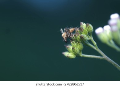 Macro shot of a tiny jumping spider on a green leaf with water drops