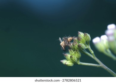 Macro shot of a tiny jumping spider on a green leaf with water drops