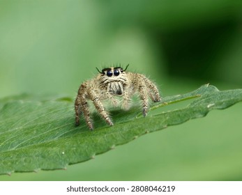 Macro shot of a tiny jumping spider (Salticidae) looking directly at the camera on a green leaf