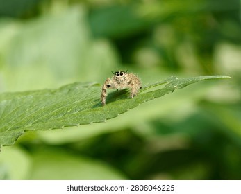Macro shot of a tiny jumping spider (Salticidae) looking directly at the camera on a green leaf