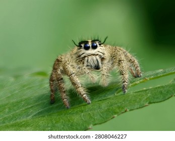 Macro shot of a tiny jumping spider (Salticidae) looking directly at the camera on a green leaf
