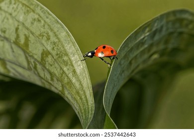 A macro shot of tiny ladybug on a leaf on a blurred green background