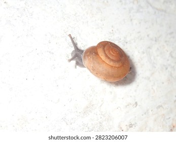 Macro shot of a tiny land snail (Gastropoda, Phylum Mollusca) moving across a smooth surface.