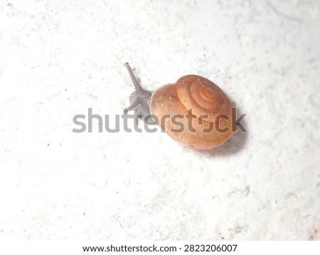 Macro shot of a tiny land snail (Gastropoda, Phylum Mollusca) moving across a smooth surface.