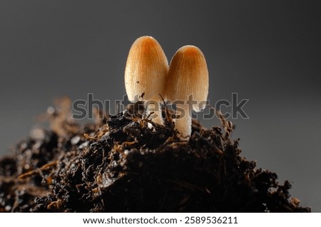 Similar – Image, Stock Photo Tiny mushrooms in the dark forest