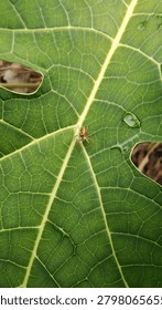 Macro shot of a tiny orange jumping spider on a vibrant green papaya leaf with detailed vein patterns.