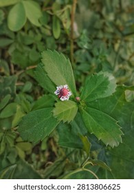Macro shot of a tiny Phyla nodiflora wildflower blooming in the center of serrated green leaves. Detailed close-up of a small purple and white blossom.