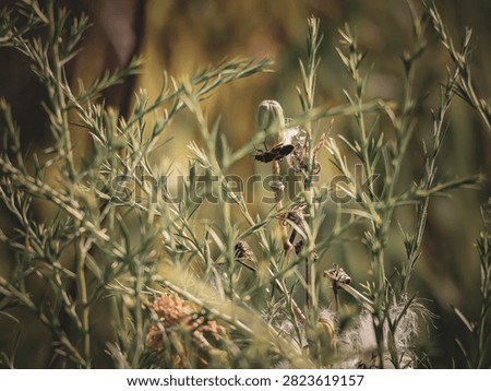 Macro shot of a tiny red and black bug resting on green wild foliage and weeds in a sunny nature field