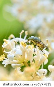 Macro shot of a tiny spotted insect on white flowers