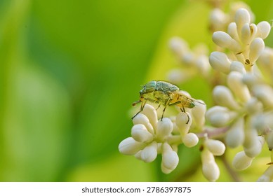 Macro shot of a tiny spotted insect on white flowers
