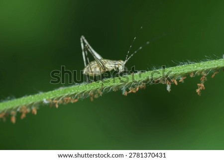 Macro shot of a tiny tree cricket nymph (Oecanthus) resting on a green plant stem.
