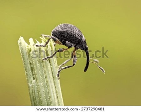 Macro shot of a tiny Weevil beetle (Curculionidae) perched on the edge of a green leaf stalk with a soft blurred background.