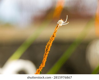 Macro shot of a tiny white crab spider perching on top of an orange flower stamen covered in pollen.