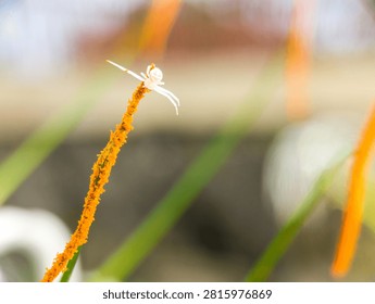Macro shot of a tiny white crab spider perching on top of an orange flower stamen covered in pollen.