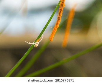 Macro shot of a tiny white crab spider perching on top of an orange flower stamen covered in pollen.