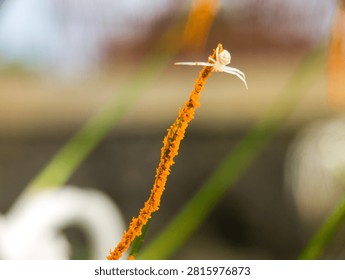 Macro shot of a tiny white crab spider perching on top of an orange flower stamen covered in pollen.
