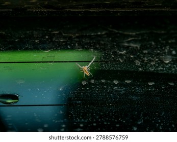 Macro shot of a tiny yellow jumping spider resting on a dusty dark glass surface with a vibrant green reflection background