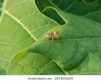 Macro shot of a tiny yellow jumping spider resting on a bright green papaya leaf