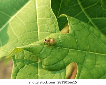 Macro shot of a tiny yellow jumping spider resting on a bright green papaya leaf