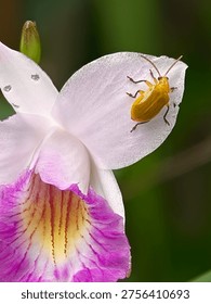 Macro shot of a tiny yellow leaf beetle perched on the petal of a purple and white orchid flower.