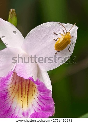 Macro shot of a tiny yellow leaf beetle perched on the petal of a purple and white orchid flower.