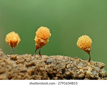 Macro shot of tiny yellow slime mold fruiting bodies on decaying wood, green background