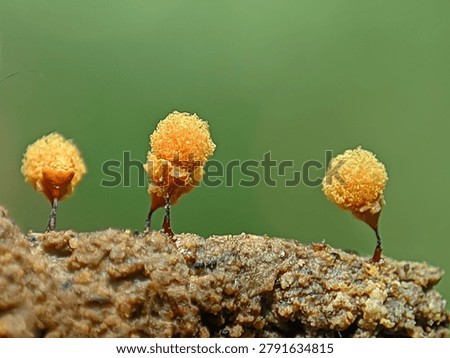 Macro shot of tiny yellow slime mold fruiting bodies on decaying wood, green background