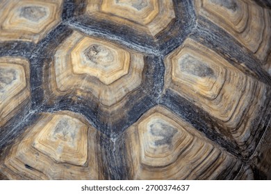 macro shot of a tortoise shell, showcasing its unique patterns and natural textures in shades of brown and beige.