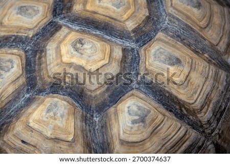macro shot of a tortoise shell, showcasing its unique patterns and natural textures in shades of brown and beige.