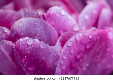 Macro shot of tulip with water drops, Keukenhof flower garden, Lisse, Netherlands - Shutterstock ID 2287677955