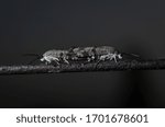 Macro shot of two insects mating on a wire