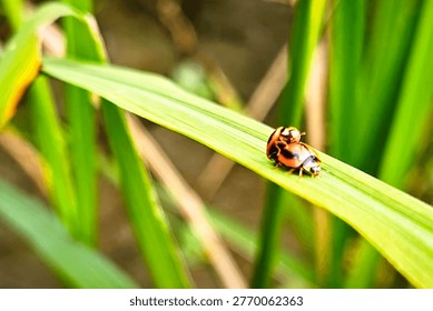 Macro shot of two ladybugs mating on a green leaf with blurred background.