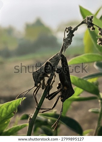Macro Shot of Two Leaf-Footed Bugs (Coreidae) Mating on Plant Stem in Wild NatureDescription (Deskripsi)Discover the hidden world of insects with this striking macro photograph capturing two leaf-footed bugs, members of the Coreidae family, engaged in their natural mating process on a thin plant stem. The image beautifully presents the physical behavior and reproductive cycle of these true bugs in their natural habitat. With exceptional clarity, viewers can observe the unique texture of their brown exoskeletons, long jointed legs, and prominent antennae. The composition utilizes a soft, blurred background of distant trees and green foliage, making the pair stand out as the primary focus. This unique shot serves as a powerful visual asset for illustrating concepts of biodiversity, entomology, animal reproduction, and garden wildlife ecosystems. It is perfectly optimized for commercial agencie, scientific research papers, biology educational books, nature editorial features, or environmental conservation media needing high-quality wildlife stock footage.