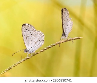 Macro shot of two small grass blue butterflies perched on a blade of grass