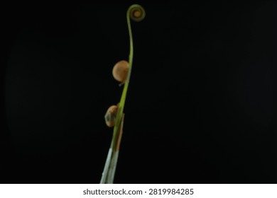 Macro shot of two small snails climbing up a green plant stem toward a spiral tendril against a dark background. Minimalist studio wildlife photography in close-up